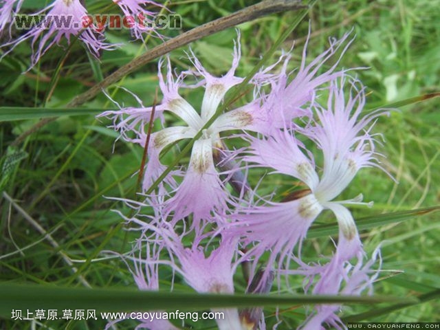 搜狐安阳车友会7月丰宁坝上草原行