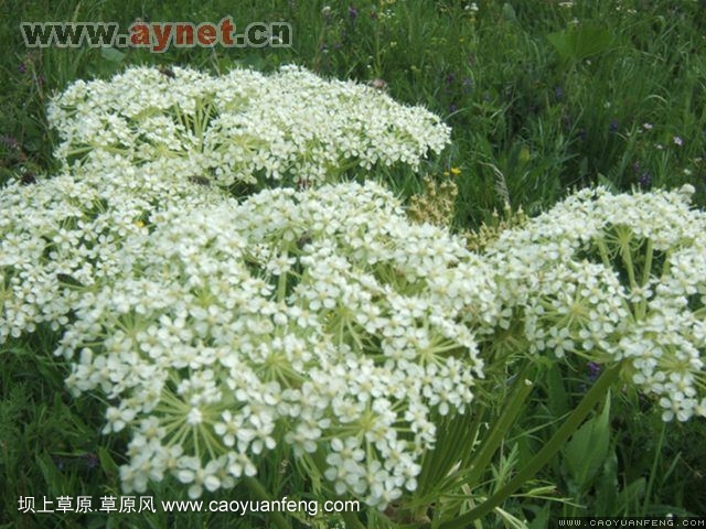 搜狐安阳车友会7月丰宁坝上草原行