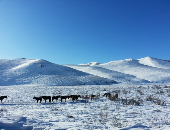 丰宁坝上草原雪景篇