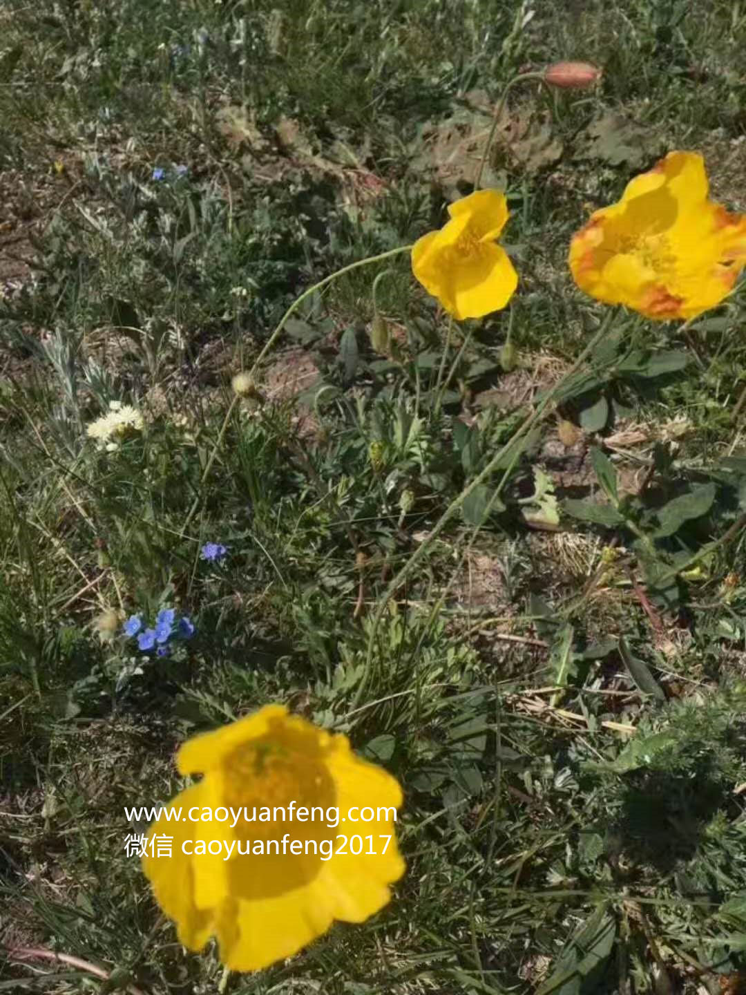 坝上最美季节花海羊群