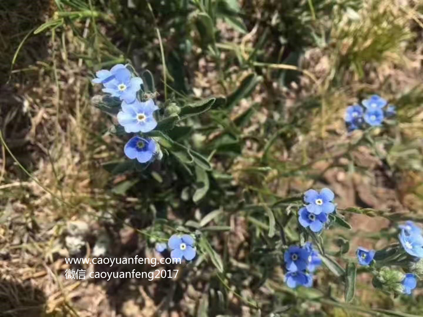 坝上最美季节花海羊群