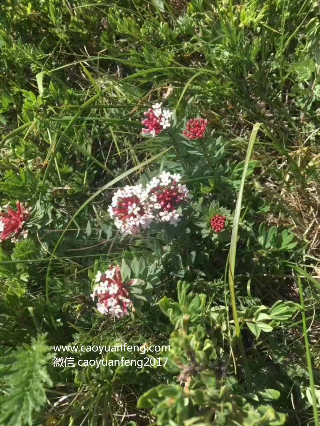 坝上最美季节花海羊群