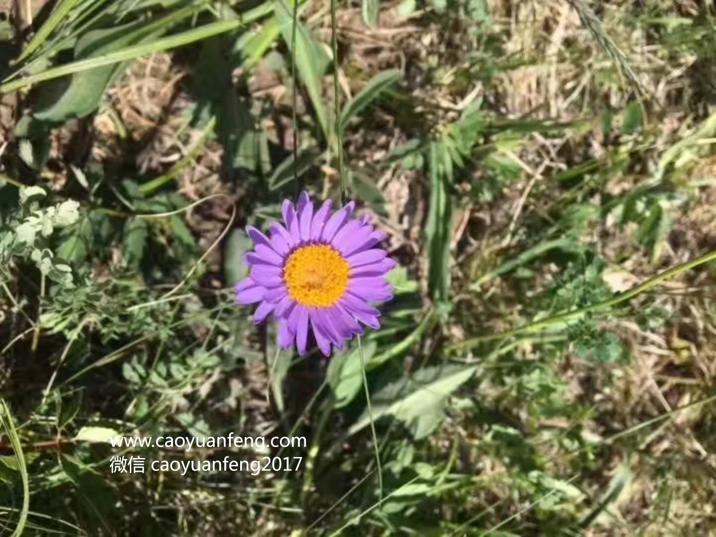 坝上最美季节花海羊群