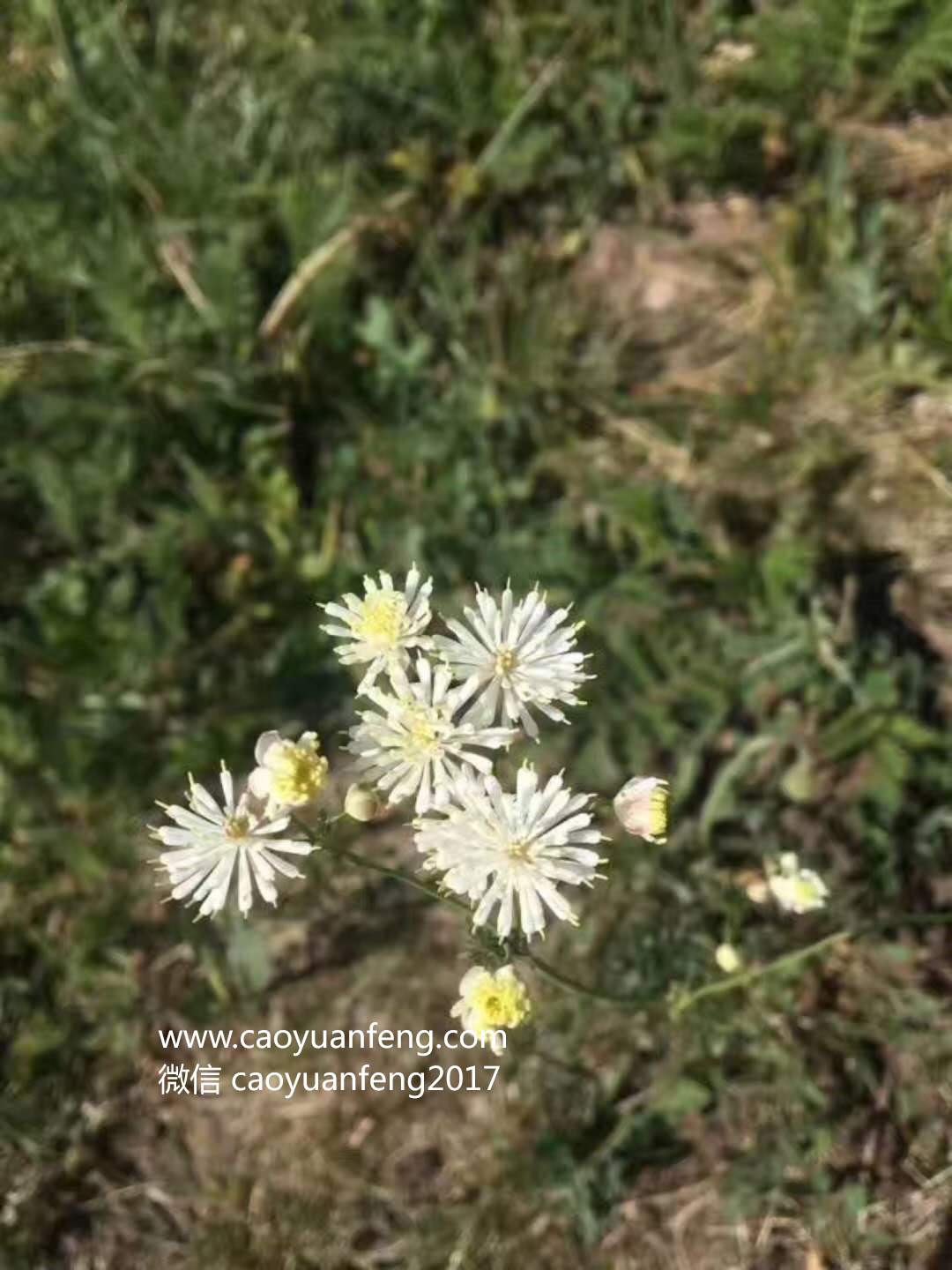 坝上最美季节花海羊群