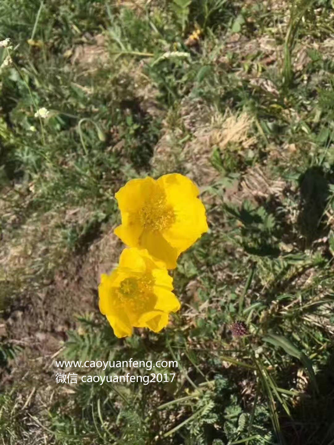 坝上最美季节花海羊群