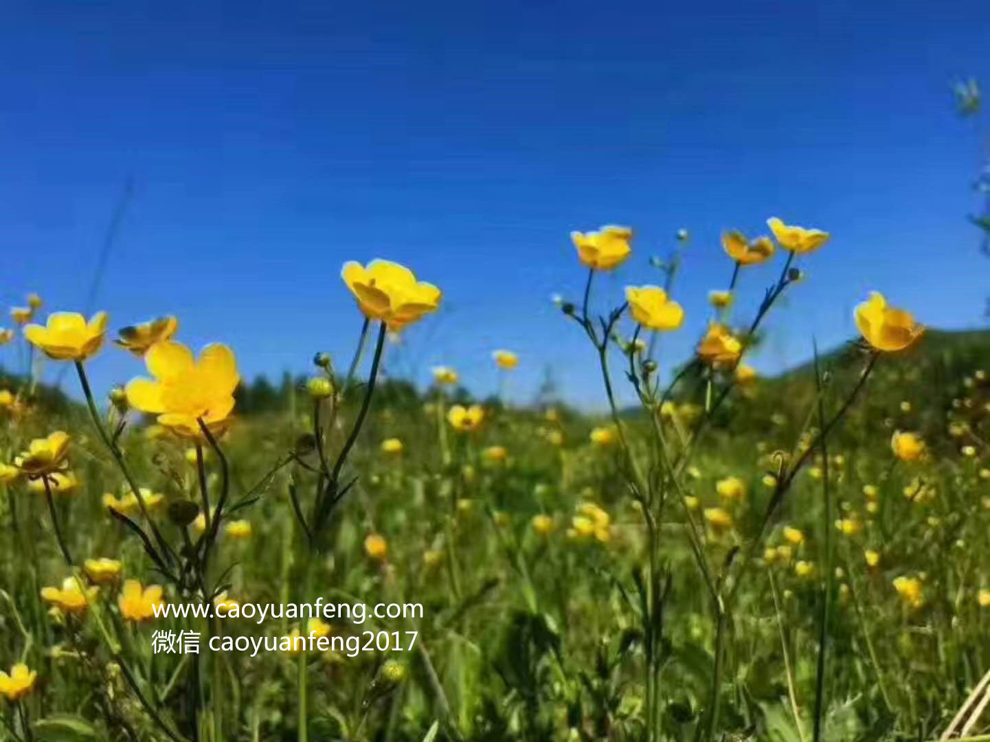 坝上最美季节花海羊群