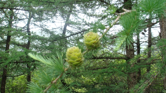 6月26日坝上风景照片