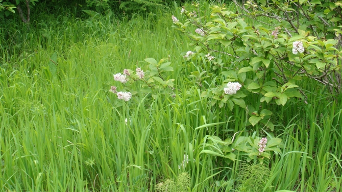 6月26日坝上风景照片