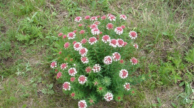 6月26日坝上风景照片