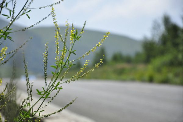 丰宁坝上景点图片