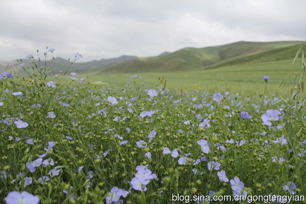 丰宁坝上图片