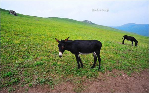 丰宁坝上景点图片