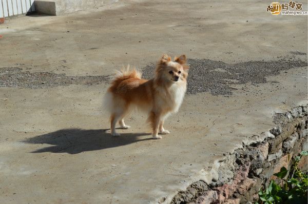 丰宁坝上图片