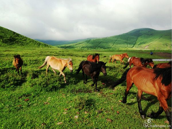 丰宁坝上旅游攻略图片