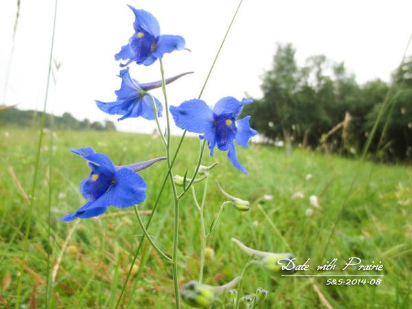 【丰宁坝上】七夕 我和草原有个约会