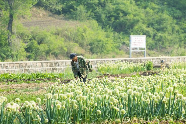 丰宁坝上草原5月风光