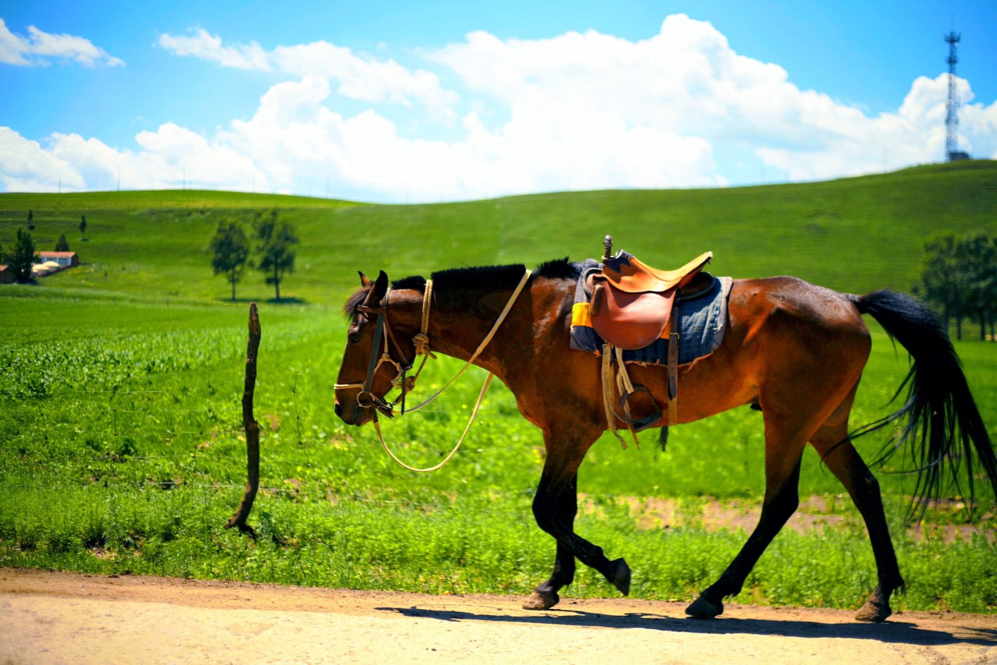 大美草原--骑马。6月17日摄于丰宁坝上草原 - 花粉随手拍 花粉俱乐部