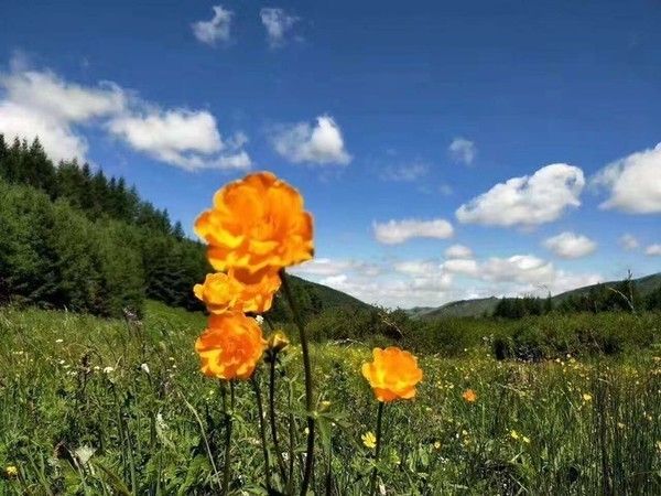 丰宁坝上草原游