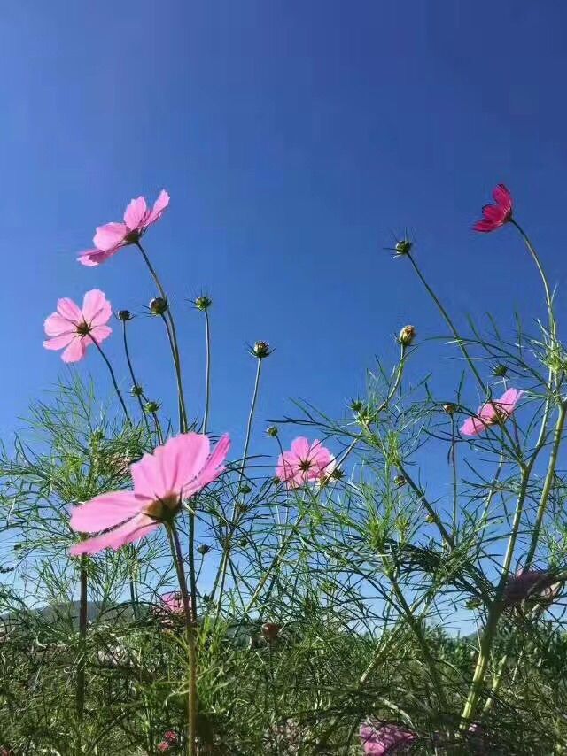 坝上草原——全家总动员