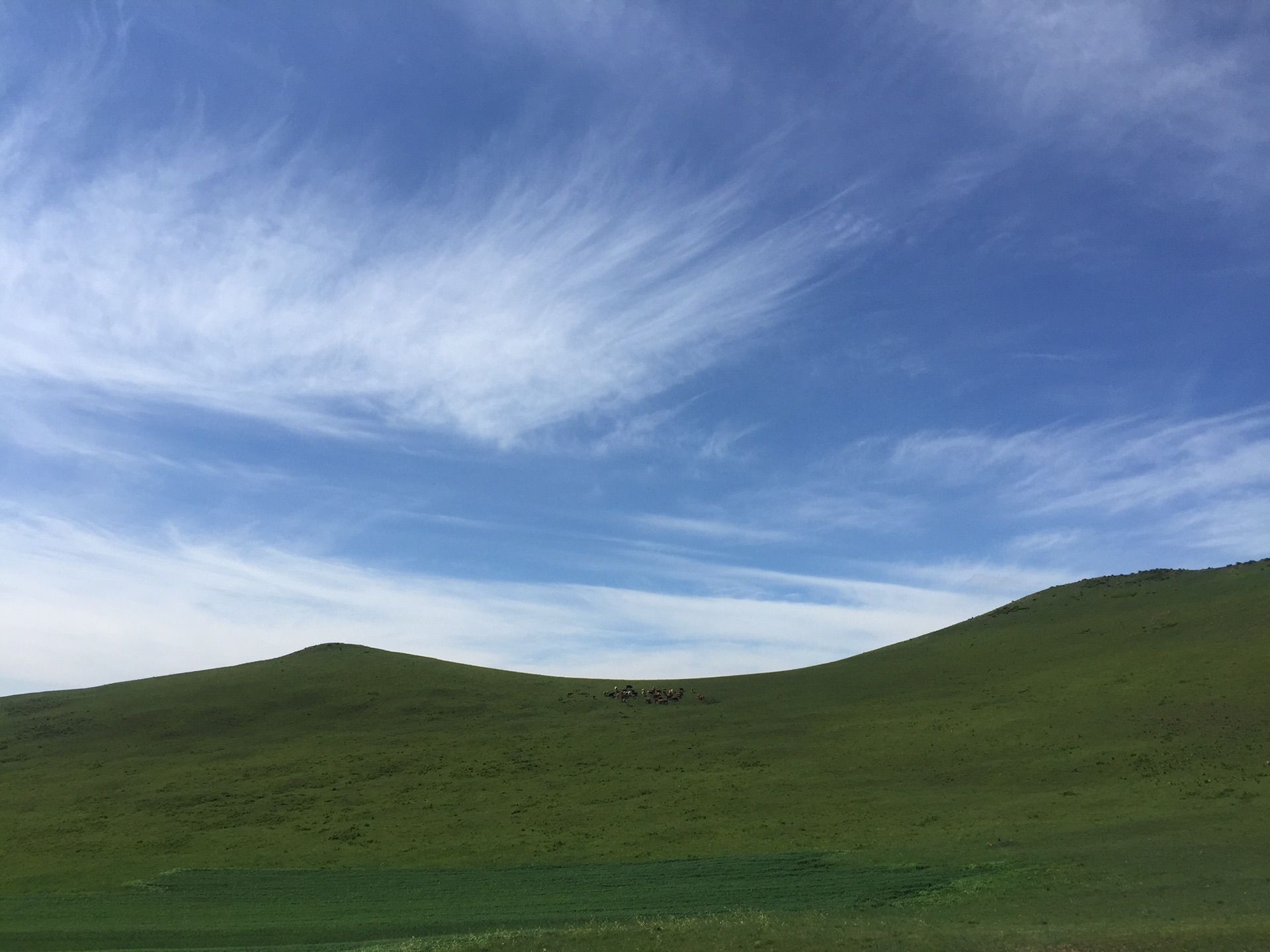 8月坝上，连绵起伏的绿地毯-坝上草原旅游网