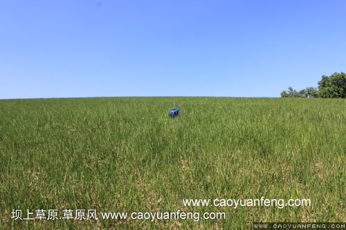 坝上柳树沟风景