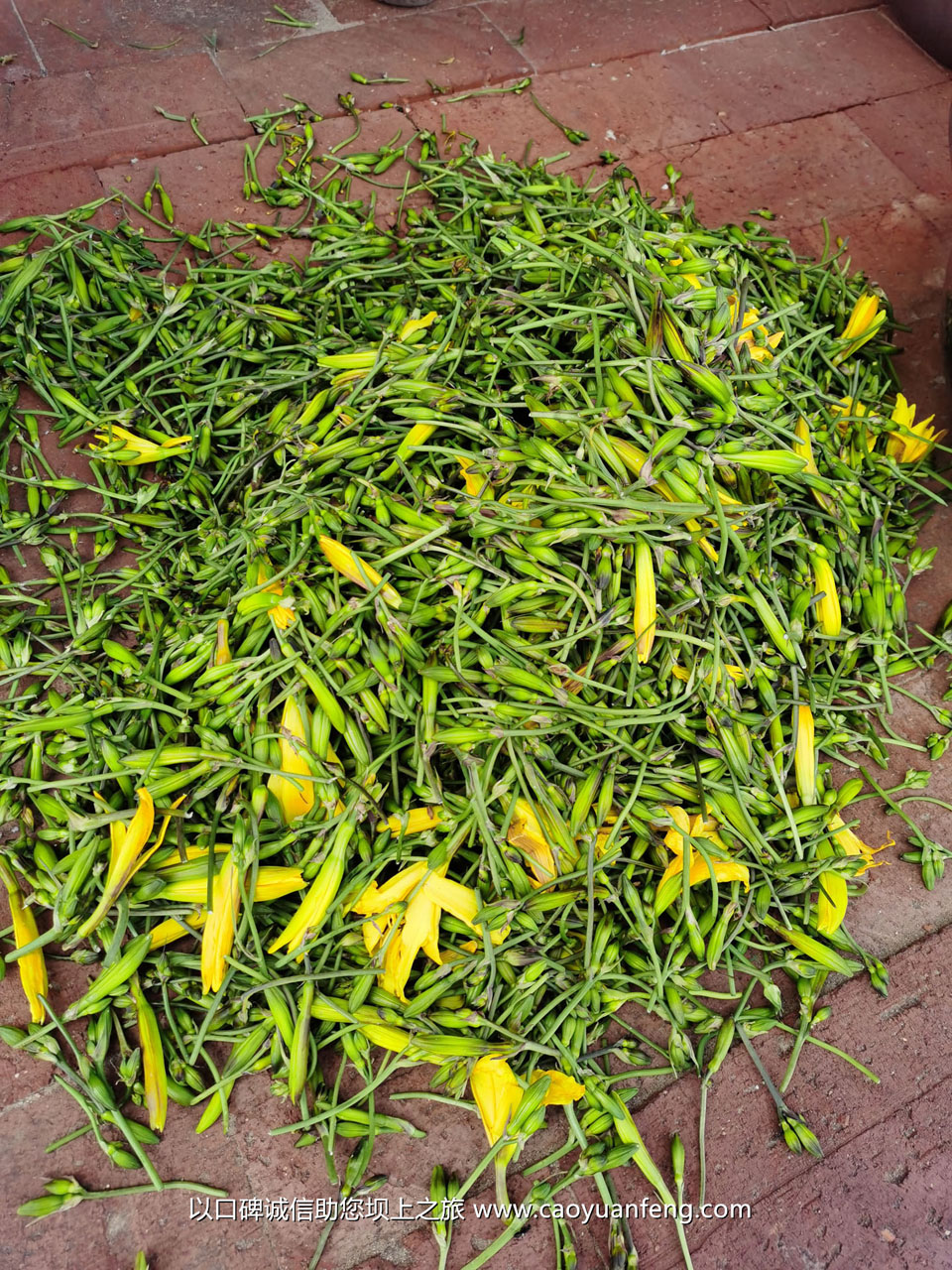 坝上蘑菇 山野菜 金莲花 带黄 黄花菜