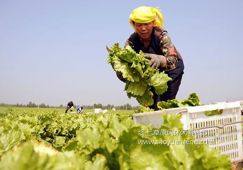 坝上错季蔬菜,北京及周边夏季主要蔬菜供应基地