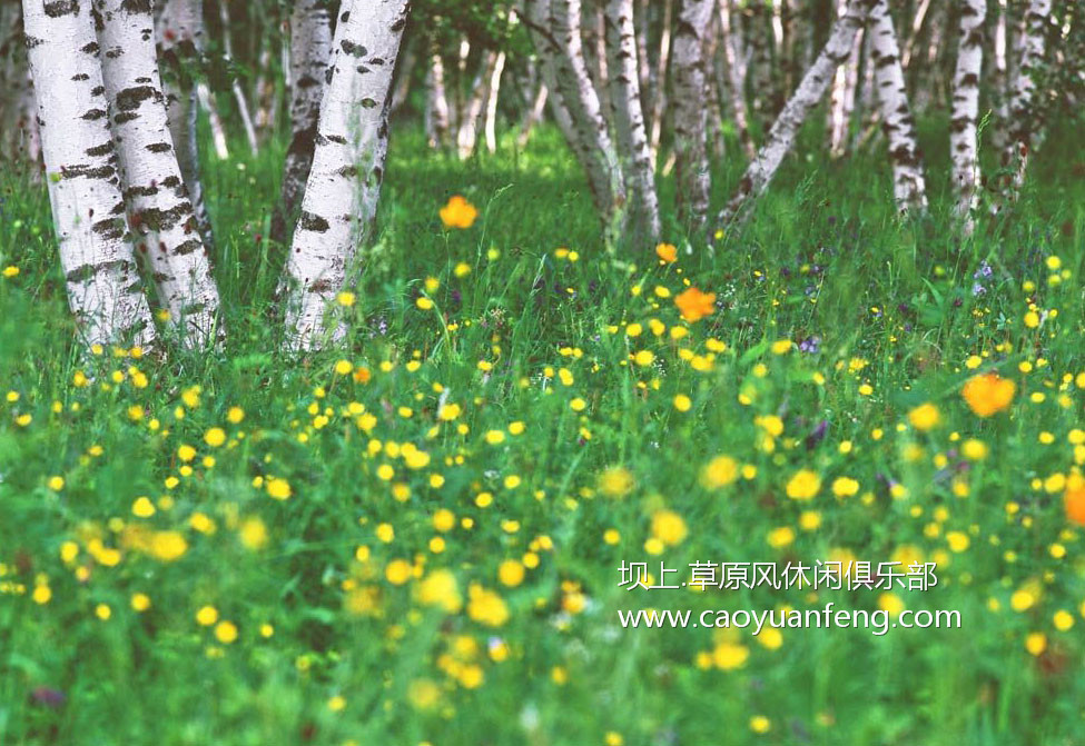 坝上风光美景之夏季摄影暑期