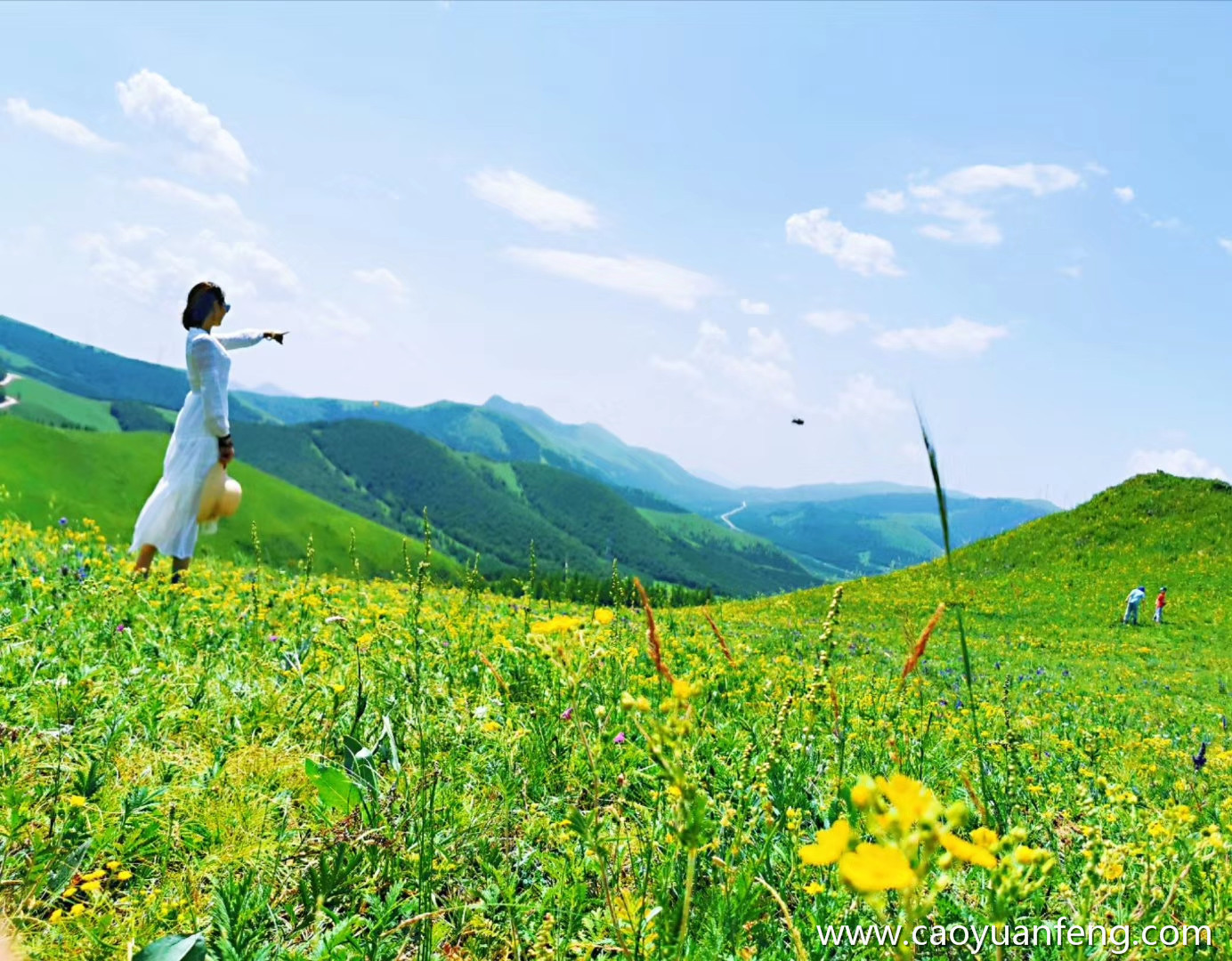 坝上草原夏天开的花