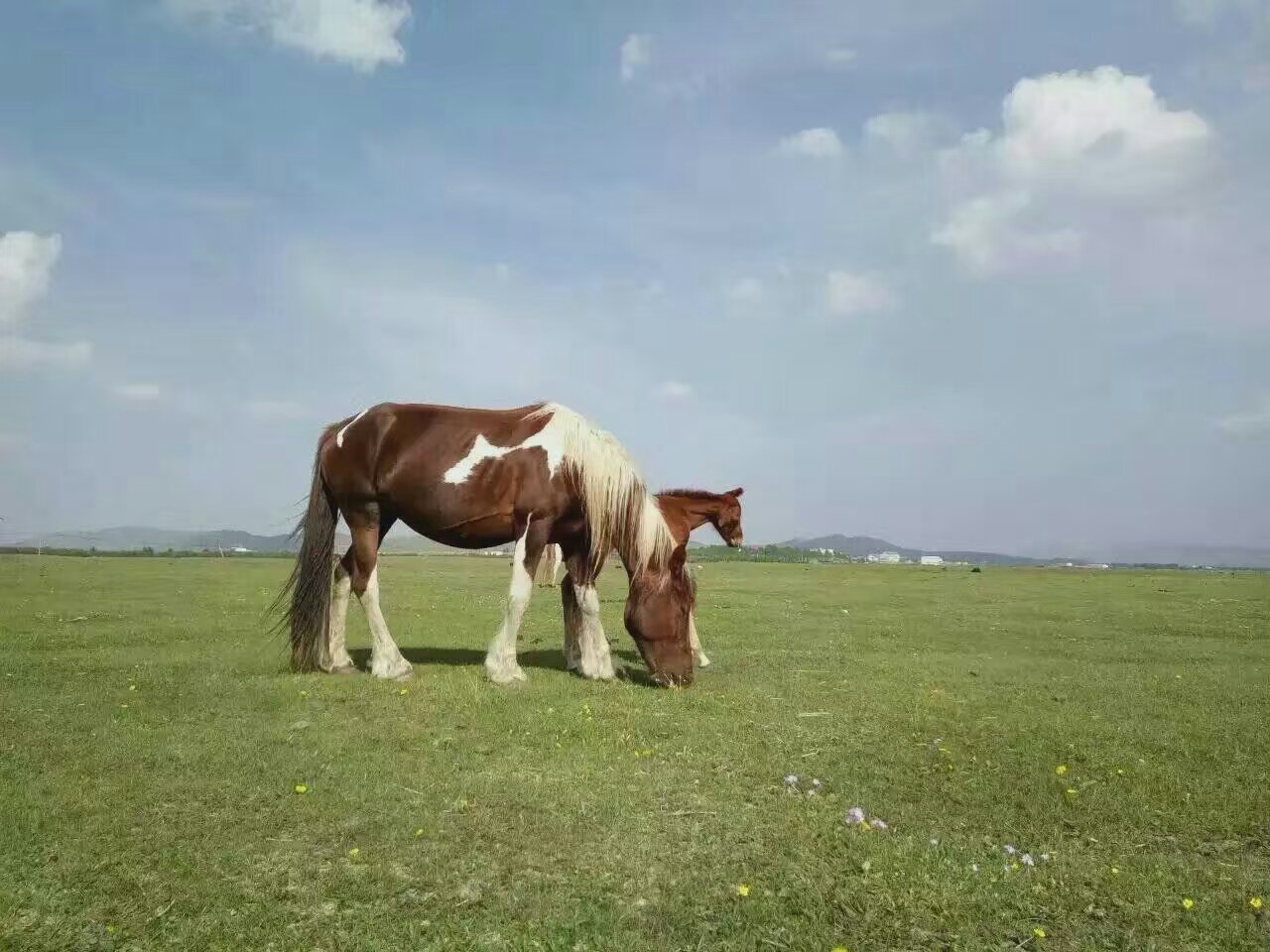 草原上刚刚出生几天的小马驹