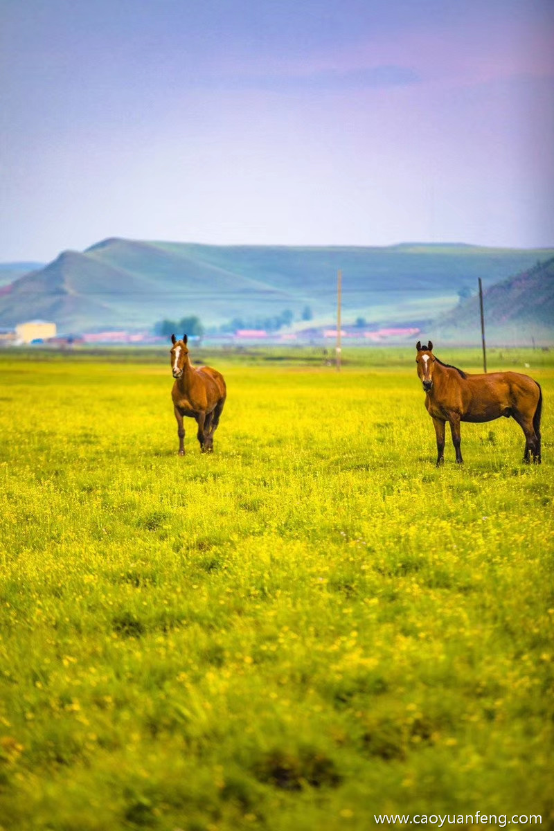 坝上草原深处的小牛和小马