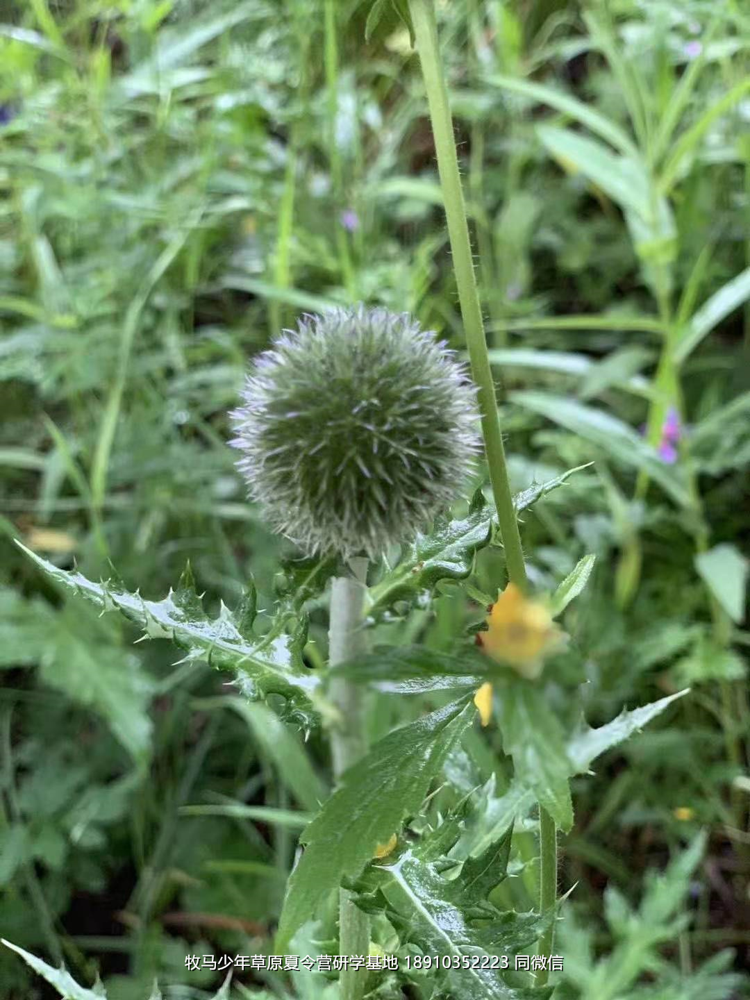 星云社小小天文家草原夏令营