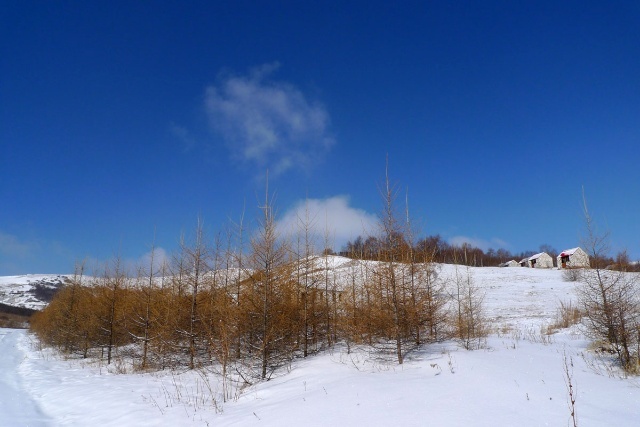 丰宁坝上赏雪景 飘雪坝上风光摄影