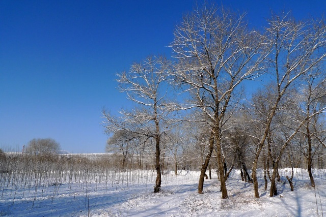 丰宁坝上赏雪景 飘雪坝上风光摄影