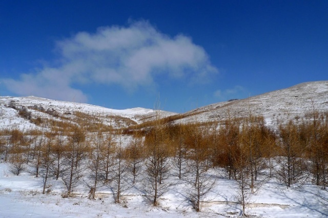 丰宁坝上赏雪景 飘雪坝上风光摄影