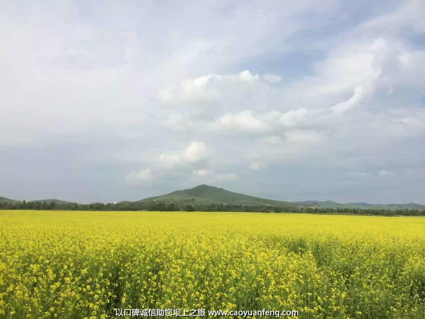 坝上草原油菜花盛开最佳时间