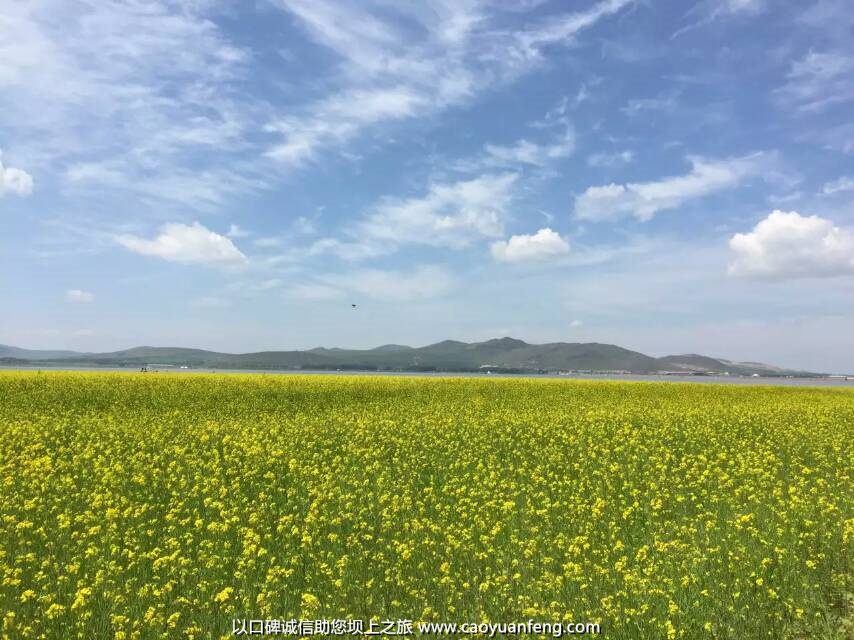 坝上草原油菜花盛开最佳时间