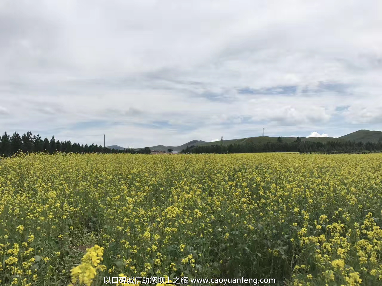 坝上草原油菜花盛开最佳时间