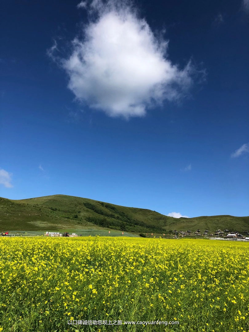 坝上草原油菜花盛开最佳时间